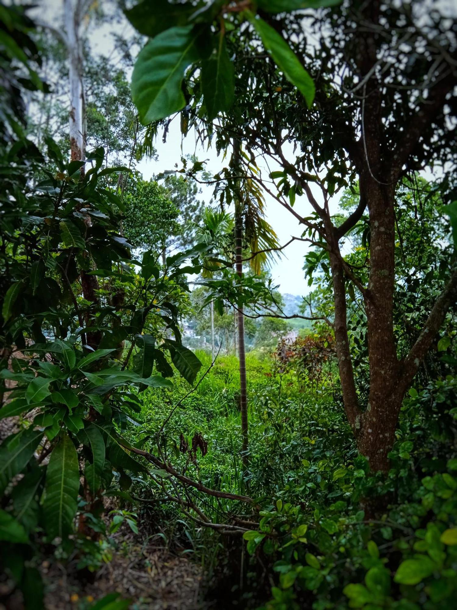 New Rose Villa Bandarawela エッラ エクステリア 写真